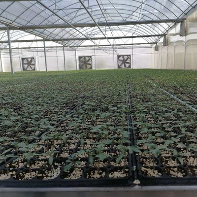 Hot Sale Hydroponic Multi-Span film Greenhouse For Rose/Strawberry/Tomato/Cucumber