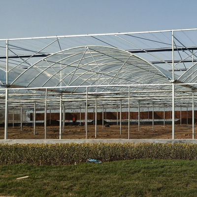 Hot Sale Hydroponic Multi-Span film Greenhouse For Rose/Strawberry/Tomato/Cucumber
