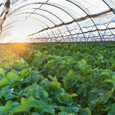 Greentime agriculture Greenhouses Suppliers  Plastic Film Rain Shelter Greenhouse Polytunnel Berry Low Cost Greenhouse