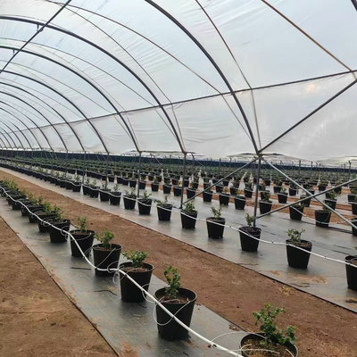 Greentime agriculture Greenhouses Suppliers  Plastic Film Rain Shelter Greenhouse Polytunnel Berry Low Cost Greenhouse