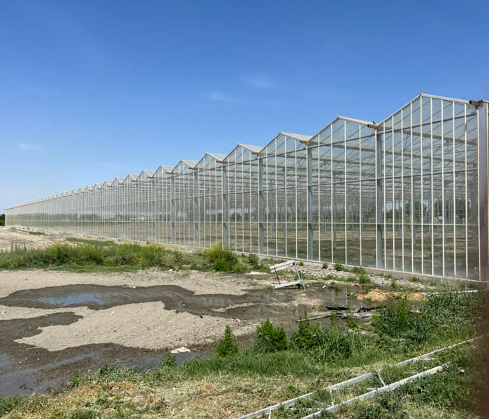 12m Span Gutter Connected Venlo Tempered Glass Greenhouse For Flowers 12x10 12x12 12x14