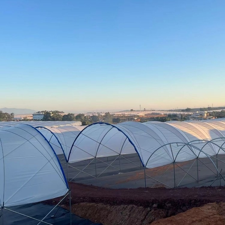Multi-Span Structure Greenhouse Commercial Modern Bluberry Hoop Green House With Film Covering