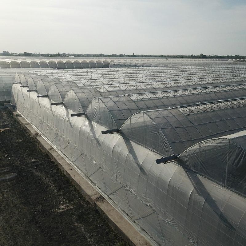 6m 7m 8m 9m Span Clear Plastic Film Greenhouse Vegetable Farming Tomatoes Pepper Lettuce