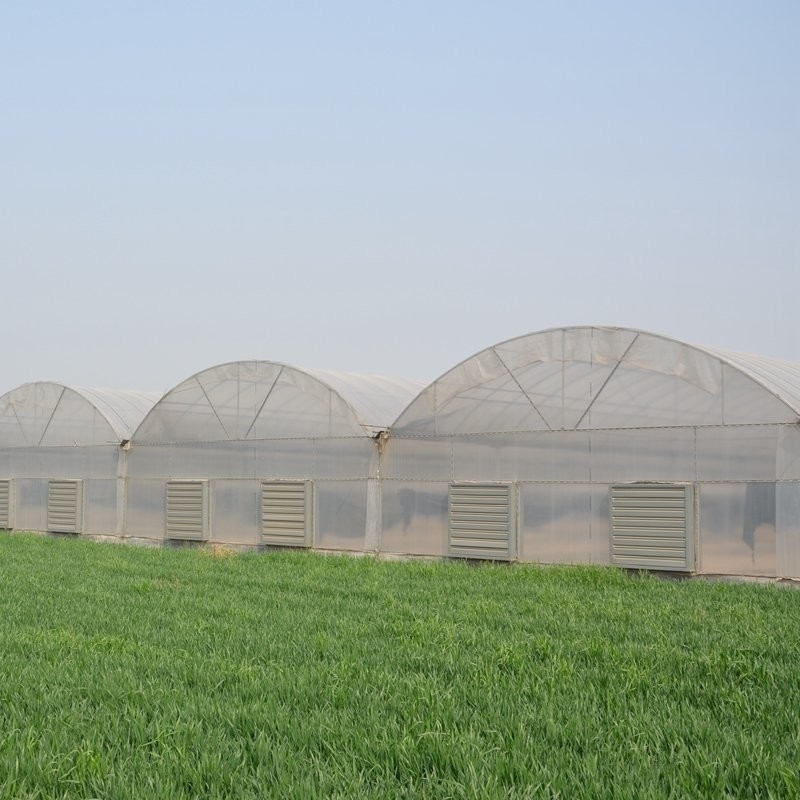 6 Foot 8 Foot Double Roof Arch Muliti Span Film Greenhouse Keep Warm For Tomatoes