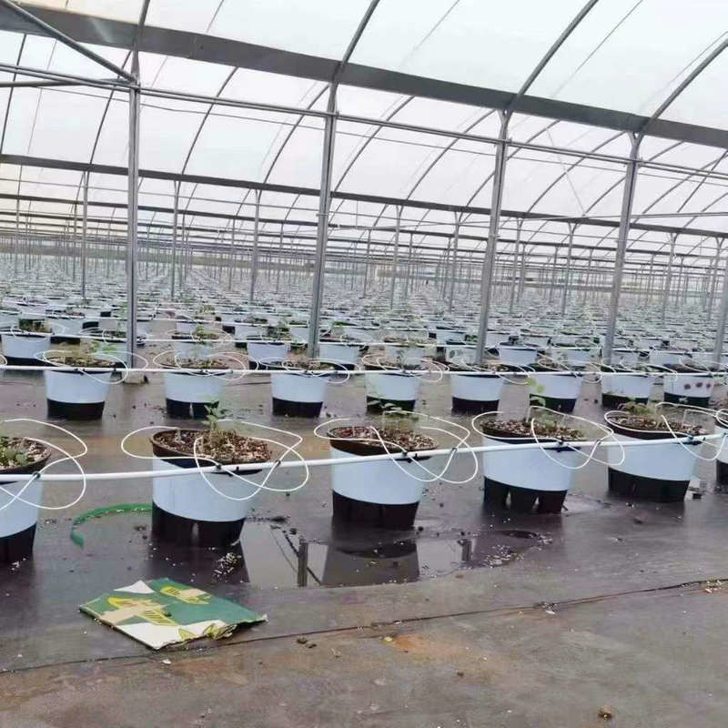 Good Quality Poly Tunnel Green House Low Cost Hot Sale Polytunnel Berry Greenhouse