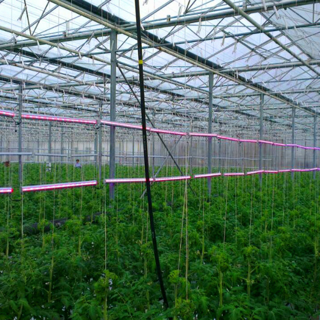 Cheap Custom Arch  Green House Plastic Film Multi Span Agriculture Greenhouse For Vegetable